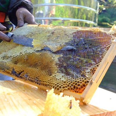 石川県産はちみつ あかしあ 400g ハチミツ 蜂蜜 加工品 調味料 食品 F6P-2816