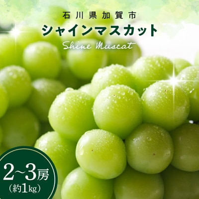 シャインマスカット 約1kg 石川県加賀市産 ご家庭用 ぶどう フルーツ F6P-2629