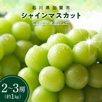 シャインマスカット 約1kg 石川県加賀市産 ご家庭用 ぶどう フルーツ F6P-2629