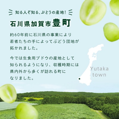シャインマスカット 約1kg 石川県加賀市産 ご家庭用 ぶどう フルーツ F6P-2629