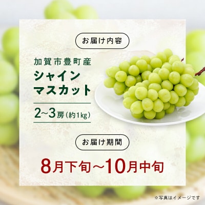 シャインマスカット 約1kg 石川県加賀市産 ご家庭用 ぶどう フルーツ F6P-2629