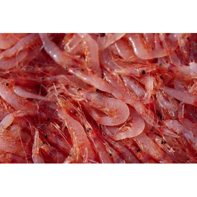 お刺身用 生桜えび 300g 小分け 冷凍(a10-962)