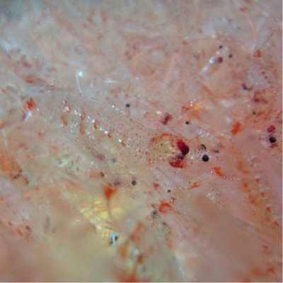 お刺身用 生桜えび 400g 小分け 冷凍(a13-055)