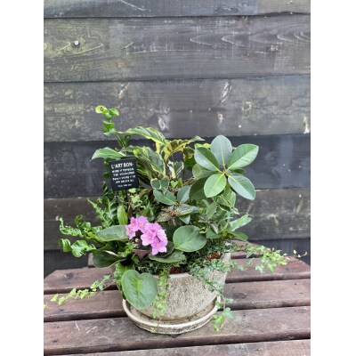 セラミス アレンジメント 季節のグリーンの寄せ植え おまかせ(a27-010)