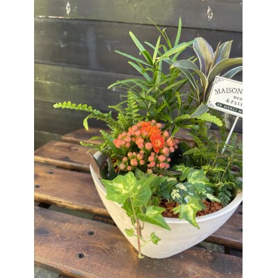 セラミス アレンジメント 季節のグリーンの寄せ植え おまかせ(a27-010)