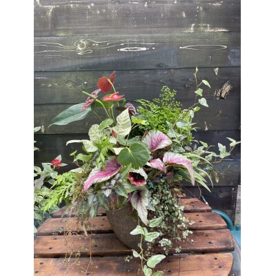 セラミス アレンジメント 季節のグリーンの寄せ植え おまかせ(a27-010)