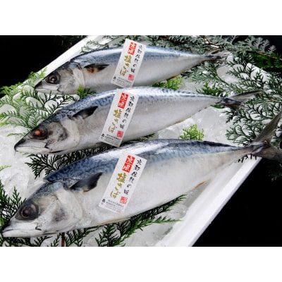 焼津 さば 味噌 こんにゃく 6個入り セット(a13-076)