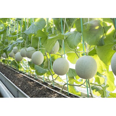 メロン 温室 アローマ 果物 ハウス 白等級 1玉 GABA(a16-148)