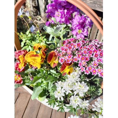 季節のおまかせ寄せ植えバスケット(a10-1174)