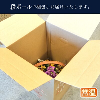 季節のおまかせ寄せ植えバスケット(a10-1174)