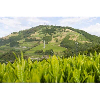 オリジナルCANに深蒸し静岡茶200g入り(a10-450)