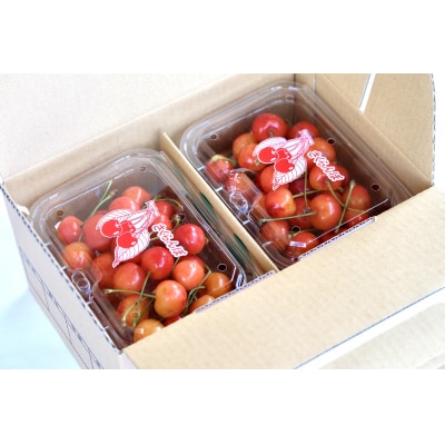 さくらんぼ(佐藤錦か紅秀峰)180g×4パック　ご家庭用　0052-2603
