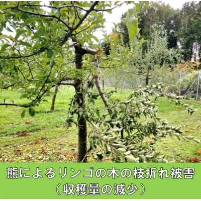 【さとふる限定】【返礼品なし】熊が役場に侵入した西目屋村～熊被害防止対策への支援へ～2,000円