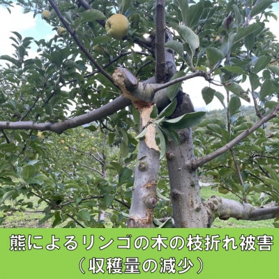 【さとふる限定】【返礼品なし】熊が役場に侵入した西目屋村～熊被害防止対策への支援へ～10,000円