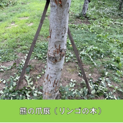 【さとふる限定】【返礼品なし】熊が役場に侵入した西目屋村～熊被害防止対策への支援へ～3,000円