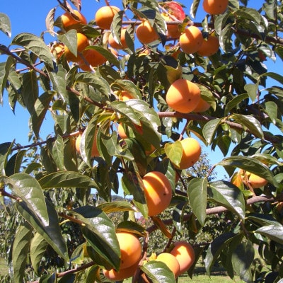 先代から受け継ぐヤマシタの『あんぽ柿』1kg詰