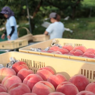 先行受付!【2026年7月発送開始】もも農家ヤマシタ　桃の産地山梨から直送　2kg　