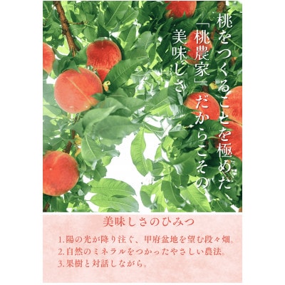 先行受付!【2026年7月発送開始】桃の産地山梨からお届け　ピーチ専科ヤマシタの桃　3kg