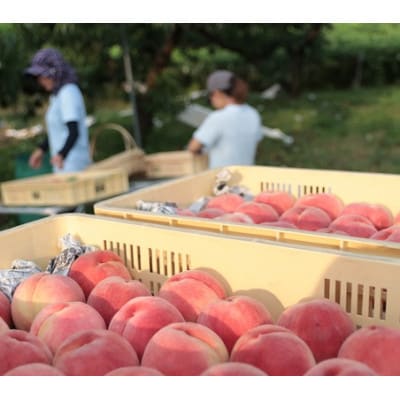 先行受付!【2026年7月発送開始】桃の産地山梨からお届け　ピーチ専科ヤマシタの桃　3kg