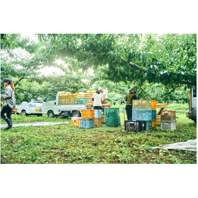 先行受付!【2026年7月発送開始】桃の産地山梨からお届け　ピーチ専科ヤマシタの桃　3kg