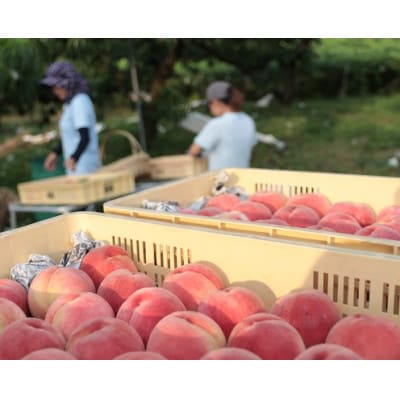 先行受付!【2026年7月発送開始】桃の産地山梨からお届け　ピーチ専科ヤマシタの桃　1kg