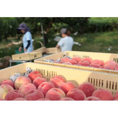 先行受付!【2026年7月発送開始】桃の産地山梨からお届け　ピーチ専科ヤマシタの桃　5kg