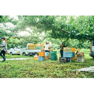 先行受付!【2026年7月発送開始】桃の産地山梨からお届け　ピーチ専科ヤマシタの桃　5kg