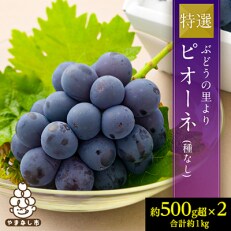 ぶどうの里より　特選「ピオーネ(種なし)」2房 ふるさと納税 | ふるさと納税のお礼品