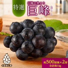 巨峰の里より　特選「巨峰(種なし)」2房 ふるさと納税 | ふるさと納税のお礼品