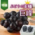 【2026年発送分先行受付】山梨産 巨峰(種無し) 2房 約1kg 化粧箱入り