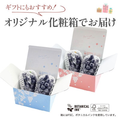 【2026年発送分先行受付】山梨産 巨峰(種無し) 2房 約1kg 化粧箱入り