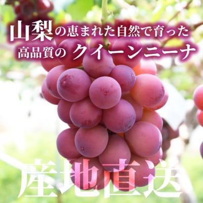 【数量限定】希少!赤い宝石 『クイーンニーナ』 2房 山梨のぶどう クインニーナ