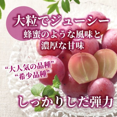 【数量限定】希少!赤い宝石 『クイーンニーナ』 2房 山梨のぶどう クインニーナ