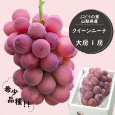 希少品種!『クイーンニーナ1房』ぶどうの赤い宝石。山梨県産の注目品種でおすすめ | ふるさと納税のお礼品