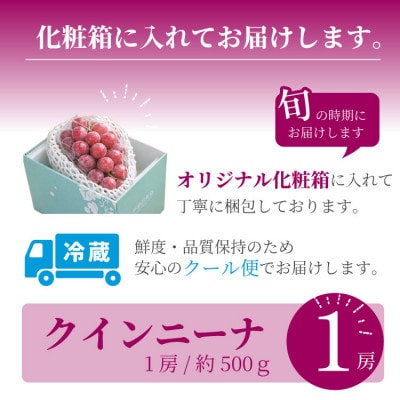 【数量限定】希少品種!『クイーンニーナ 1房』ぶどうの赤い宝石。山梨県産の注目品種でおすすめ