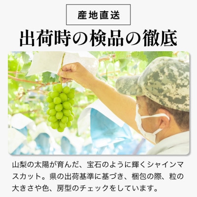 【数量限定 】6月下旬～7月中旬発送。ハウス栽培の『シャインマスカット』 1房