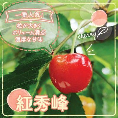 果汁感たっぷり!さくらんぼ「紅秀峰(べにしゅうほう)」大粒で大容量約1kg　6月にお届け