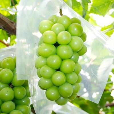 冬に味わう贅沢!シャインマスカット 山梨産: 熨斗付き【さとふる限定】