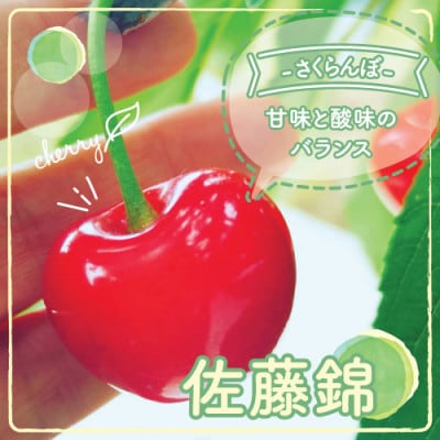 まるで宝石!やまなし県のさくらんぼ「佐藤錦」大粒約1kg 6月にお届け