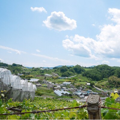 まるで宝石!やまなし県のさくらんぼ「佐藤錦」大粒約1kg　6月にお届け