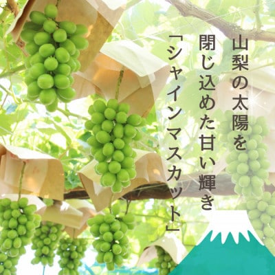 山梨市 プレミアムシャインマスカット(約1.4kg)大房2房入り 化粧箱入り