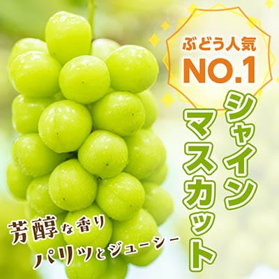 山梨市 シャインマスカット1房(500g以上) 化粧箱入り