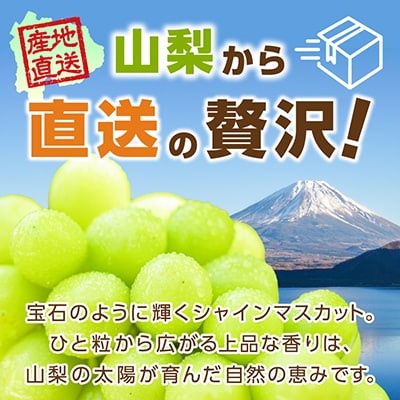 山梨市 シャインマスカット1房(500g以上) 化粧箱入り