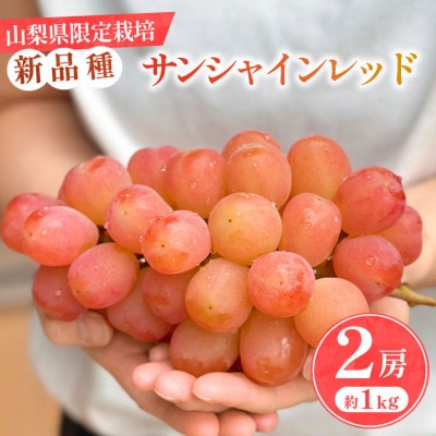 【数量限定】山梨県産 希少品種「サンシャインレッド」2房約1kg  化粧箱入 赤いシャインマスカット