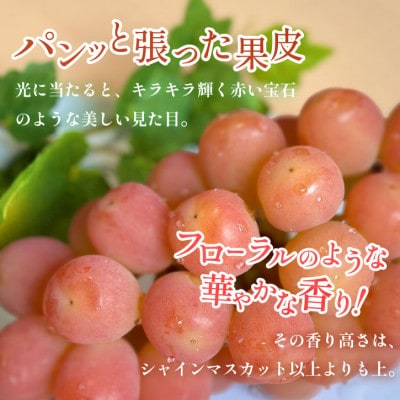 【数量限定】山梨県産 希少品種「サンシャインレッド」2房約1kg  化粧箱入 赤いシャインマスカット
