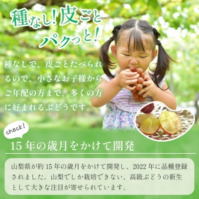 【数量限定】山梨県産 希少品種「サンシャインレッド」2房約1kg  化粧箱入 赤いシャインマスカット
