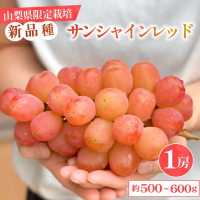 【数量限定】山梨県産 希少品種「サンシャインレッド」 1房 約500～600g 化粧箱入
