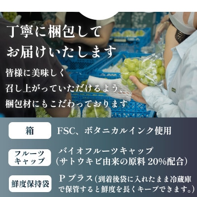 数量限定 特選 プレミアムシャインマスカット 大房2房 山梨から産地直送