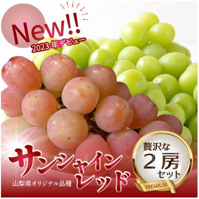 2026年発送【数量限定】希少な新品種サンシャインレッドと大人気シャインマスカットの贅沢2房セット