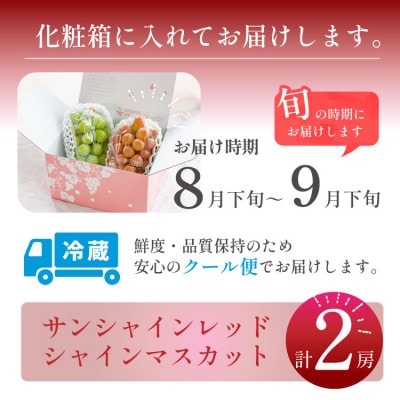 2026年発送【数量限定】希少な新品種サンシャインレッドと大人気シャインマスカットの贅沢2房セット